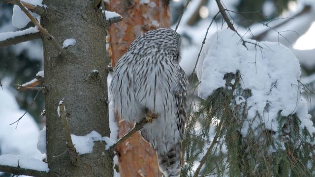 Сова Длиннохвостая (Уральская) Неясыть