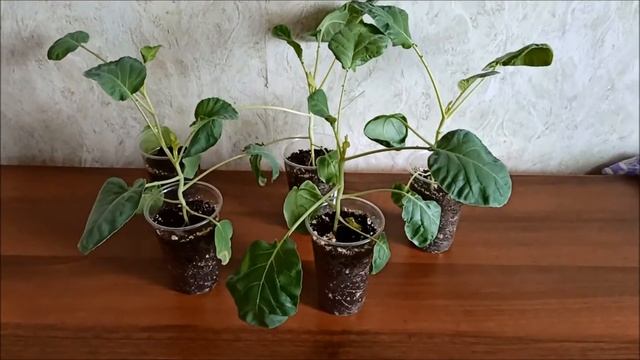 Как посеять и пикировать цветную капусту.Огород на балконе. смотреть онлайн