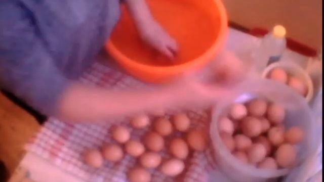 Яйца на инкубацию/свое хозяйство/дезинфекция куриных яиц уксусом