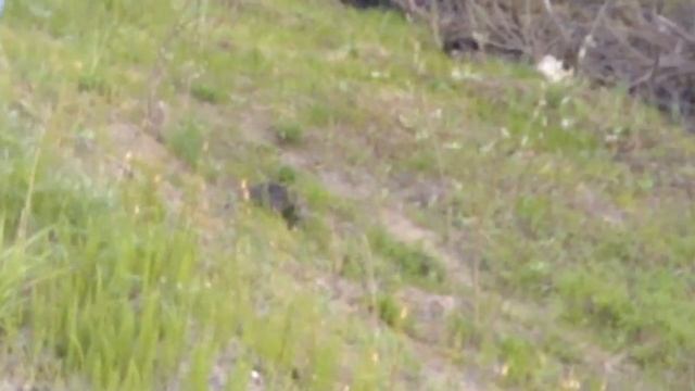 Дикий Медведь в Усинске смотреть онлайн