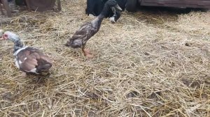 Индийские бегунки!! Кормлю уток -можете посчитать?? Индюки
