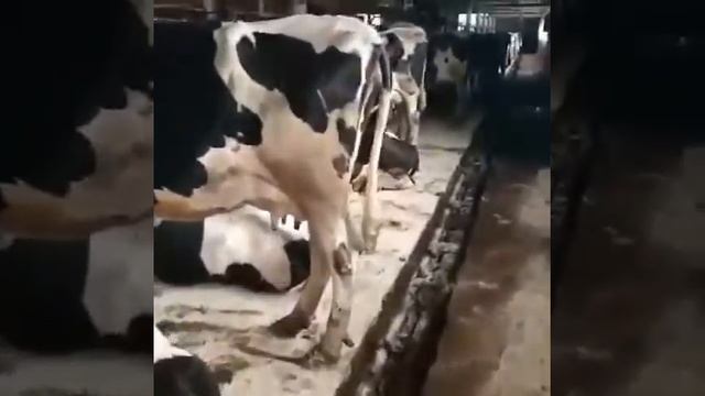 Коровы молочные на продажу, порода Чёрная Пёстрая, 200 голов.