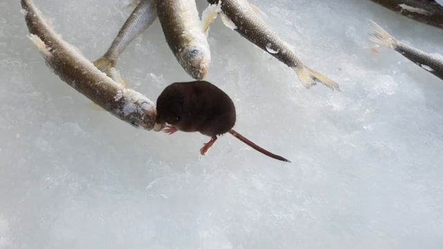 Рыбалка на озере Калыгирь 2019 год. смотреть онлайн