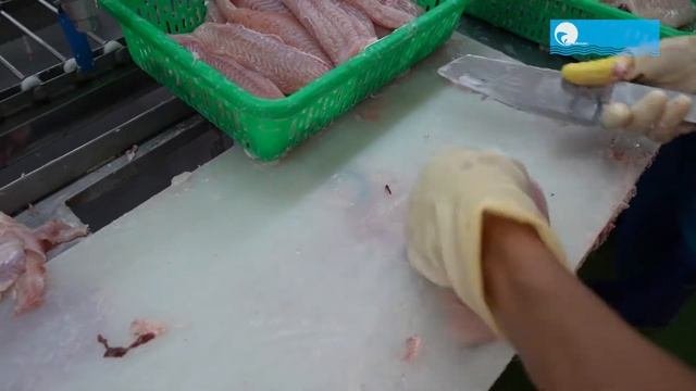 Pangasius Fillet Processing Line