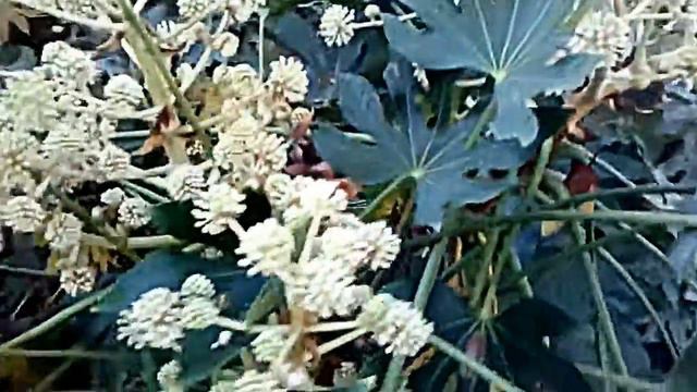 fatsia japonica смотреть онлайн