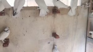 кормление голубей в зимнее время.