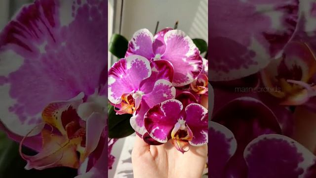 МОИ ШИКАРНЫЕ ОРХИДЕИ #shots #orchid