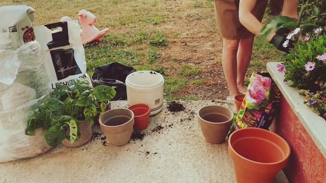 Пересадка цветов / монстера/банан смотреть онлайн