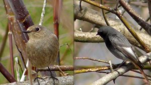 Горихвостка-Чернушка Самец и Самка / Black Redstart / Codirosso spazzacamino