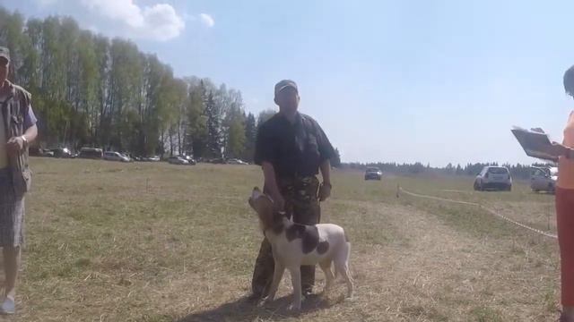 1-ая Межрайонная Выставка Собак, пос. Игра. Средняя Возрастная Выжловки РПГ. смотреть онлайн