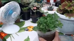Герань (Пеларгония) размножаю проверенным способом результат Вас удивит.mp4