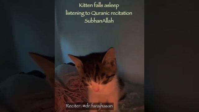 Kitten falls asleep listening to Qur'an Recitation | Subhan Allah ❤