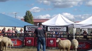 ?  ,,ДЕТИ  на БАРАНАХ,, ГОНКИ ?