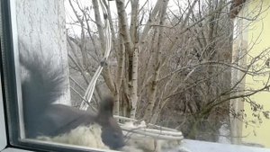 Белка делает гнездо на нашем подоконнике
