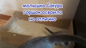 Как приучить маленького котенка ходить в лоток/How to train a little kitten to walk in a litter box