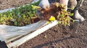 ПОСАДКА КЛУБНИКИ!МИРОВЫЕ СУПЕР НОВИНКИ!