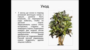 Кодиеум  Кротон