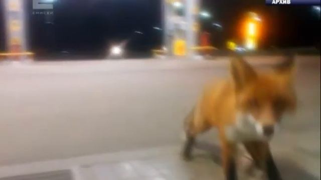 Сразу в трех районах Красноярского края ввели карантин по бешенству смотреть онлайн