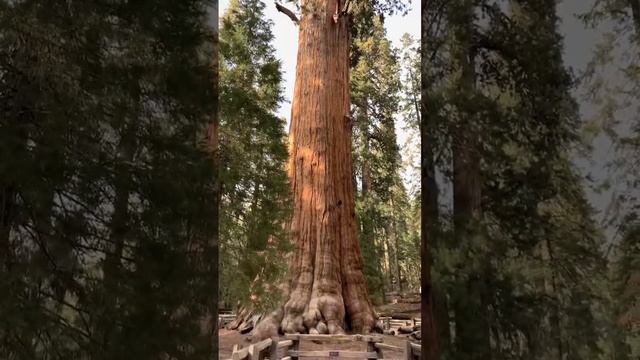 Самая большая Секвойя в мире #Секвойя #НациональныйПарк #nationalpark #california #калифорния