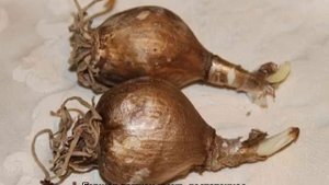 Нерине: посадка и уход за растением для удачного выращивания