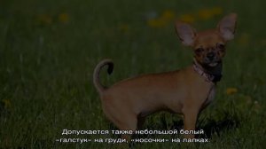 Чихуахуа: разновидности, окрасы и типы собак