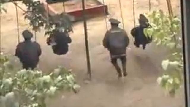 смешные животные смотреть онлайн