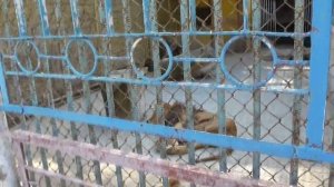 Влог Часть 2 #Алиса в ЗООПАРКЕ Ставрополь кормит и смотрит животных и птичек