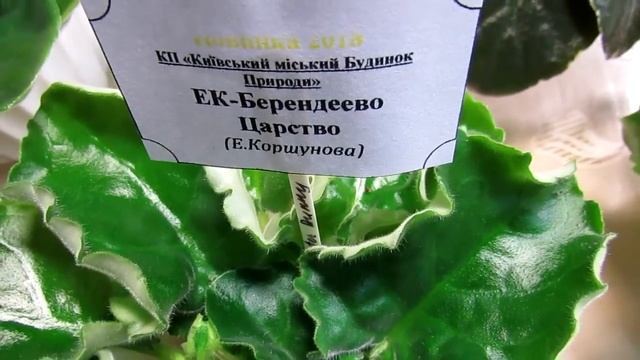 выставка фиалок 4 7 марта 2020 2ч смотреть онлайн