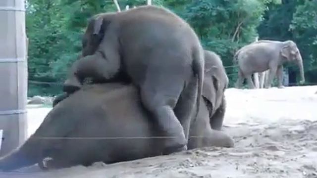 Слоненок, который просто хочет поиграть смотреть онлайн