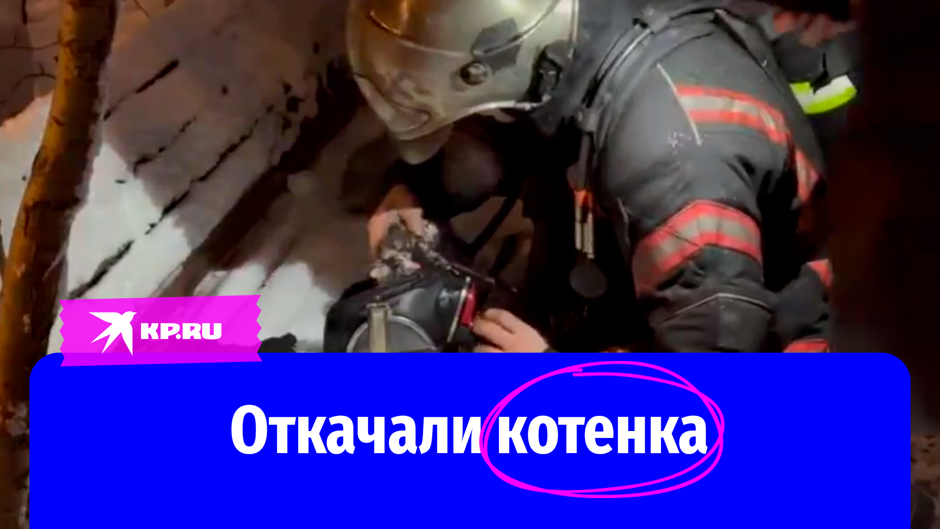 Пожарные в ЯНАО откачали котенка