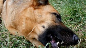 Хозяева издевались над своей старой овчаркой! То, что с ней стало удивит вас.