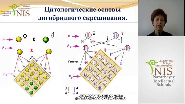 27 11 2103  Дигибридное скрещивание  Анализирующее скрещивание