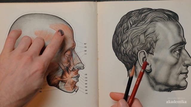 «МЫШЦЫ ГОЛОВЫ ЧЕЛОВЕКА» Видео-урок по анатомии от Дениса Чернова | Онлайн-школа Akademika