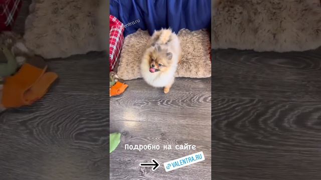 Мини ШПИЦ,Щенки Померанского шпица. #купитьщенка #dog #щенок #puppy #минишпиц #купитьшпица