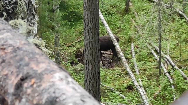Лось на солонце. Охота смотреть онлайн
