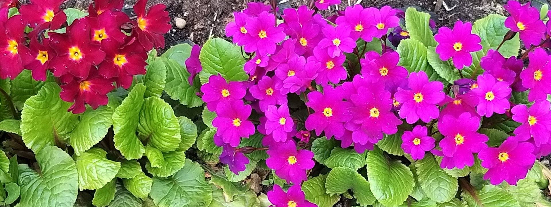 Цветы у дома