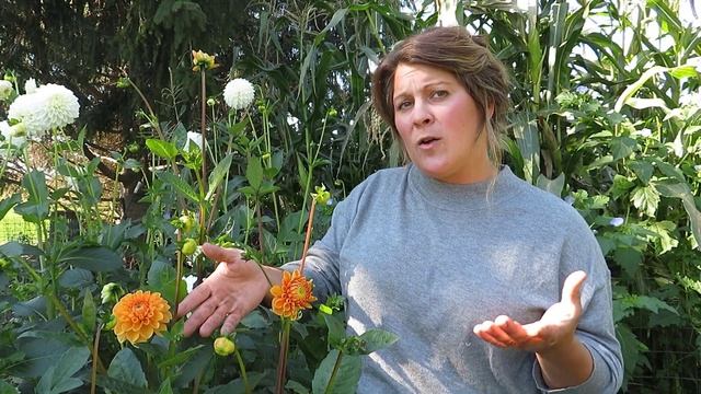 Favorite Dahlia Varieties to Grow For Cut Flowers! A Tour of Our Dahlia Garden смотреть онлайн