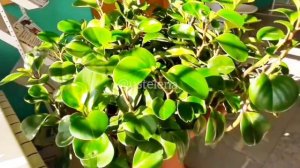 Пеперомия туполистая. Полив. Освещение. Температура. Flowers🌸🌺🌻🌹🌷🌼💐