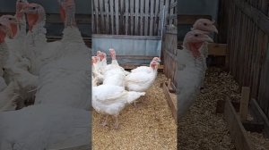 Индюшки, как ростут, чем кормим.