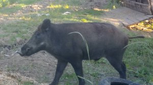 Одинокий кабан: удивительное видео о жизни дикой природы. Кабан. Охота и рыбалка. Выпуск 198