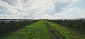 Агроном-сад. История, традиции и инновации в садоводстве.