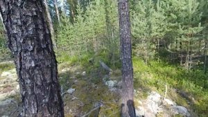 ГРИБЫ СИБИРИ. КРАСОТА!