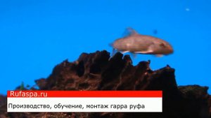 Гарра руфа кормление и уход