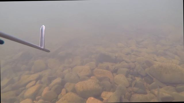 Подводный мир ПРИМОРЬЯ. Как кормится ХАРИУС. смотреть онлайн