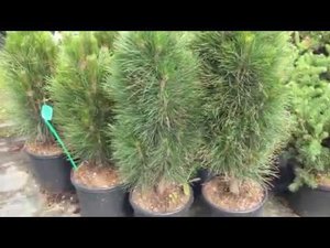 Сосна черная "Грин Тауэр" Pinus nigra "Green Tower"