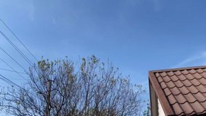 Видео без полетов.- Вопрос?-Как Быть? Вопрос о Вакцинации и основной болезни Голубей-Ньюкасла-Чума.