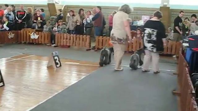 Сравнение на Лучшую суку (1) смотреть онлайн