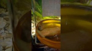 Вакуумный насос для стабилизации древесины