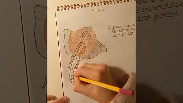 Морская лисица. Рисунок смотреть онлайн