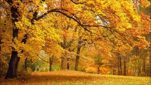Les Feuilles Mortes (lyric video)